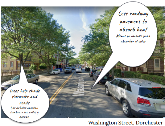 tree lined street
