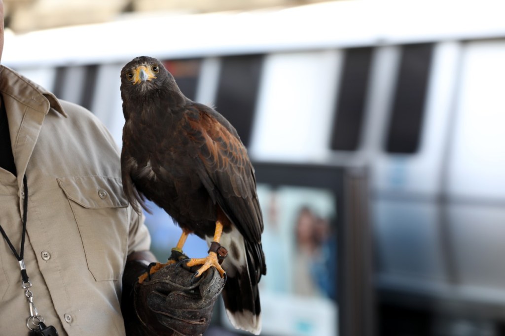 Wild Idea: MBTA Could Enlist Raptors To Help Make Its Stations Less Crappy